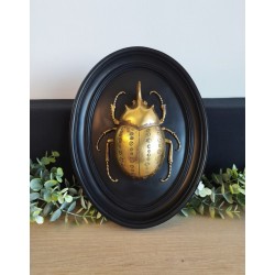 Cadre médaillon scarabée...