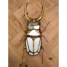 Lucane miroir or
